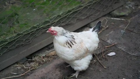 Young white-colored hen walking outdoors close-up Stock Footage 244103941