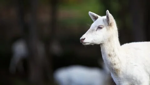 Young white fallow deer head Stock Photos