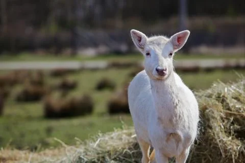 Young white fallow deer Stock Photos