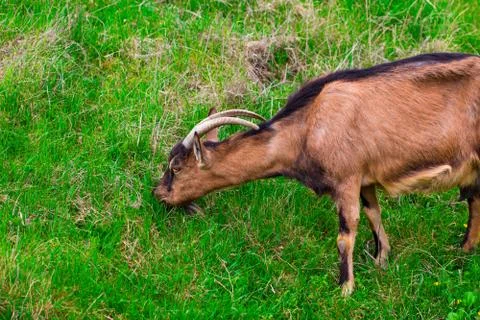 A young white goat eats green juicy grass Stock Photos