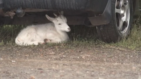 Young white goat lies under the car hiding from a storm of rain Stock Footage