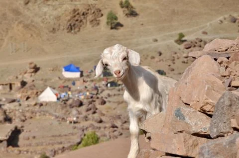 Young white goat looking in to the camera 写真素材