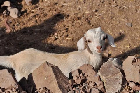 Young white goat looking in to the camera 库存照片