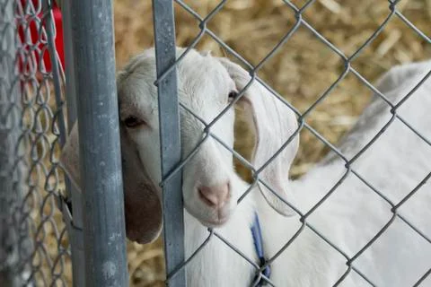 Young White Goat Stock Photos