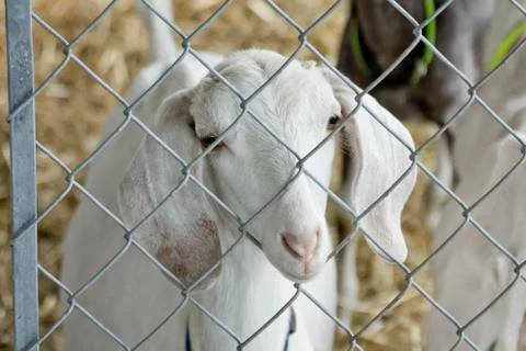 Young White Goat Stock-Fotos