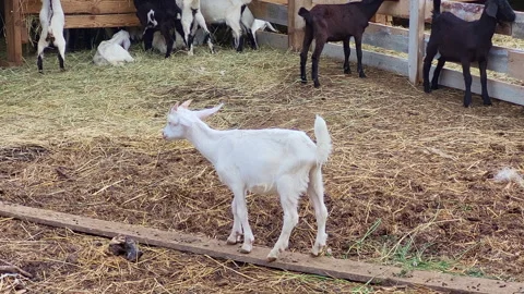 Young white goat standing in a rustic wooden barn enclosure. Domestic livestock Stock Footage 340406564