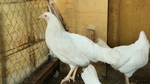 Young white hen sits on a perch in the coop and looks at camera Stock Footage 307471397