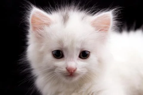 Young white kitten in front of black background Stock Photos