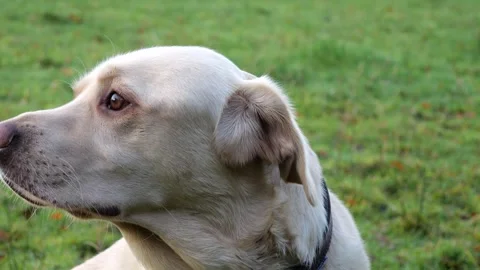 Young White Labrador in a Field - 4K Stock Footage 255886489