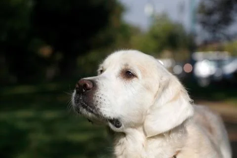 Young white labrador Stock Photos