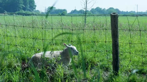 Young white lamb chews cud in a green pasture Vídeo Stock 336903047