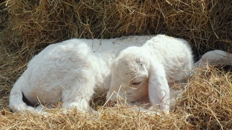 Young white lamb resting on bed of hay, symbolizing tranquility and Stock Footage 282301233