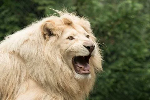 Young white lion Stock Photos