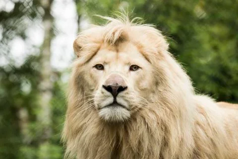 Young white lion Stock Photos