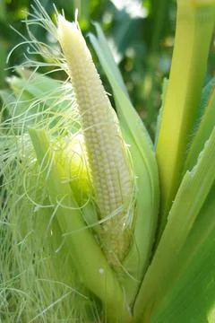 Young  white  MAIZE Stock Photos