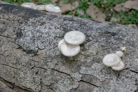 Young White Mushrooms with Concentric Patterns on Wood Stock Photos