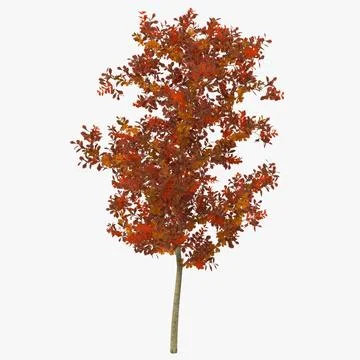 Young White Oak Autumn 3D Model 3D Model