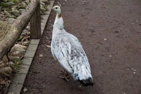 Young white peacock on a path Foto stock