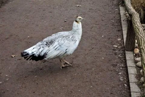 Young white peacock standing on a path Foto stock