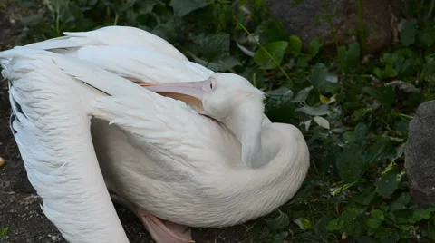 Young white pelican Stock Footage 64951647