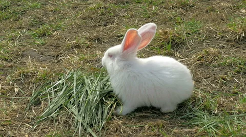 Young white rabbit eating grass Stock Footage 62262601