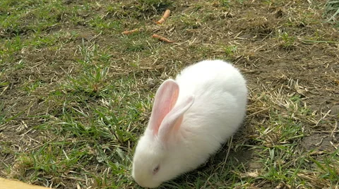 Young white rabbit eating grass Stock Footage 62262944