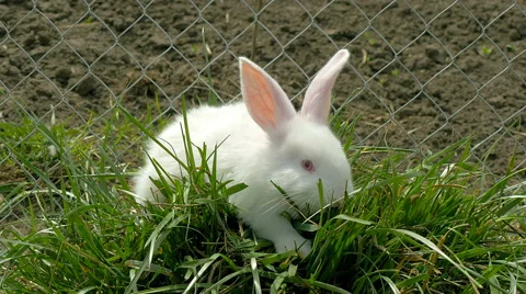 Young white rabbit eating grass 库存影片 62265241