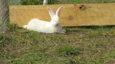 Young white rabbit eating grass and runs Stock Footage 62278548