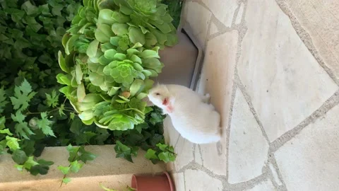 Young white rabbit with red eye eating domestic plant in the garden. Vertical HD Stock Footage 209169330