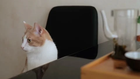 A young white-red cat sits on a chair, then jumps down from the dust. 4k Stock Footage 219454742