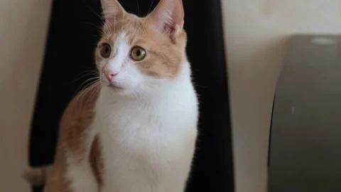 Young white-red cat sits on a chair, looks around. 4k video. slow motion Vídeos de archivo 219454830