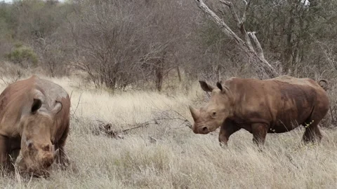 Young white rhino bull chasing another bull before the one turns around to Stock Footage 313612735