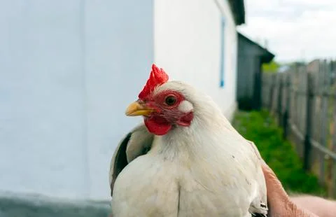 Young white rooster  in the hands of a man Stock Photos