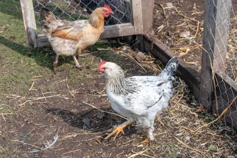 A young white rooster walking in the yard Stock Photos