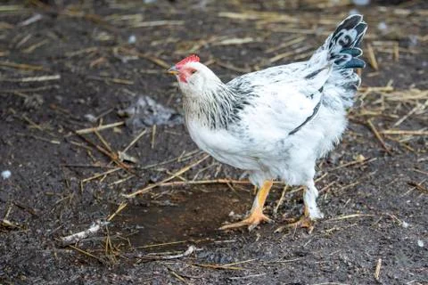 A young white rooster walking in the yard Stock Photos