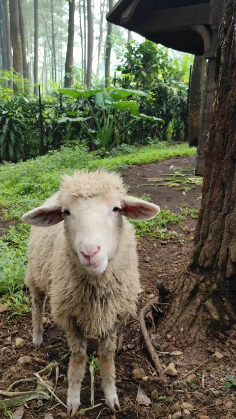 A young white sheep in the farm. Stock Footage 306757110