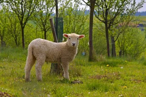 Young white sheep Stock Photos