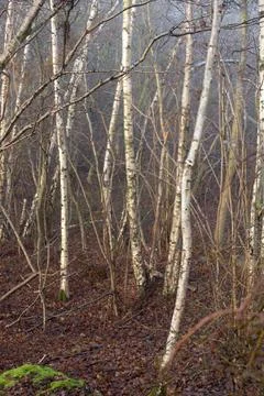 Young white silver birch trees in forest woodland in winter mist and fog Foto stock