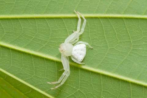 Young white spider on green leaf Stock Photos