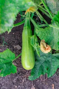 A young white squash grows on the bush. Harvest concept. Fall. Close-up. Stock Photos