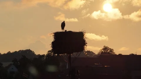 Young white storks waiting in a nest at sunset in a rural village in Poland.. Stock Footage 342486498