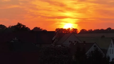 Young white storks waiting in a nest at sunset in a rural village in Poland.. Stock Footage 342492952