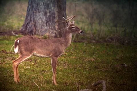 Young White Tail Buck Stock Photos