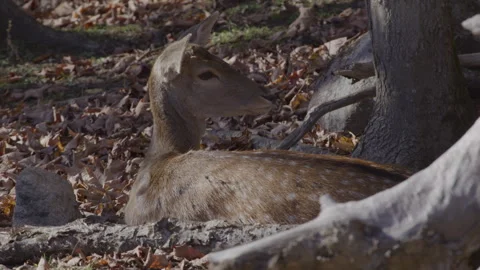 Young white tailed deer in the forest floor Stock Footage 293636307