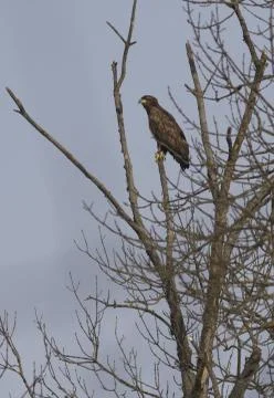 Young white-tailed eagle-1. Stock Photos