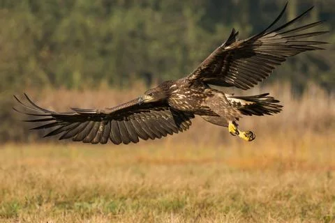 Young white-tailed eagle flying low above a meadow in autumn nature Stock Photos
