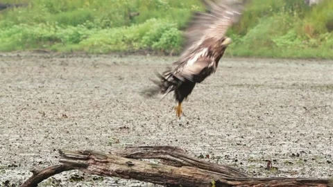 Young white-tailed eagle sitting down on a branch with open wings in summer Stock Footage 145424605