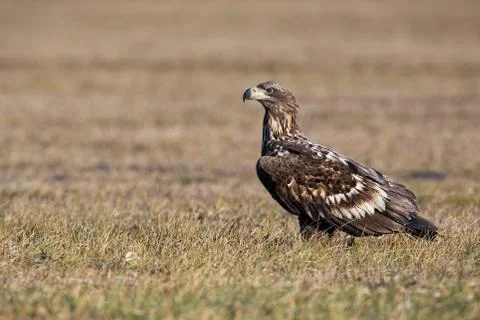 Young white-tailed eagle sitting on the ground at sunrise in winter. Stock Photos
