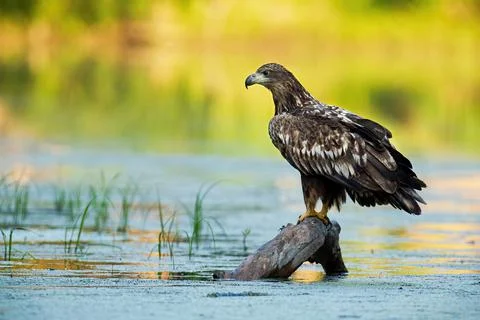 Young white-tailed eagle sitting on branch in water Stock Photos