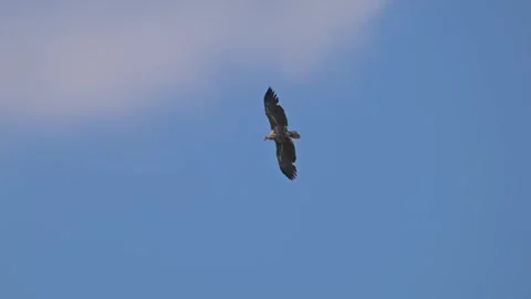 Young white-tailed sea eagle (Haliaeetus albicilla) being harassed by commo.. Stock Footage 344640601